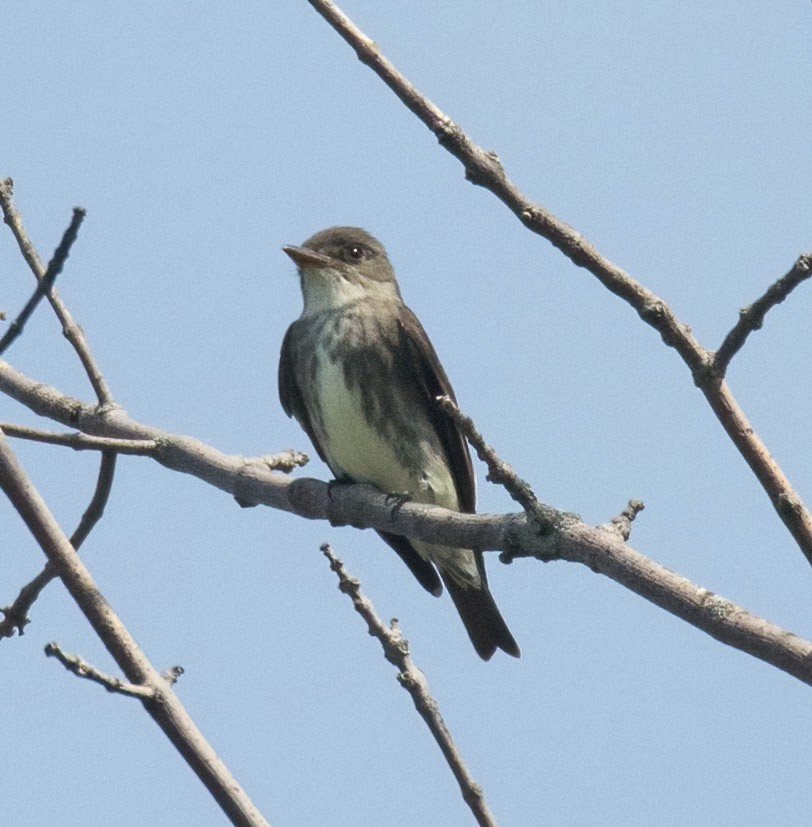 Olive-sided Flycatcher - ML639298259