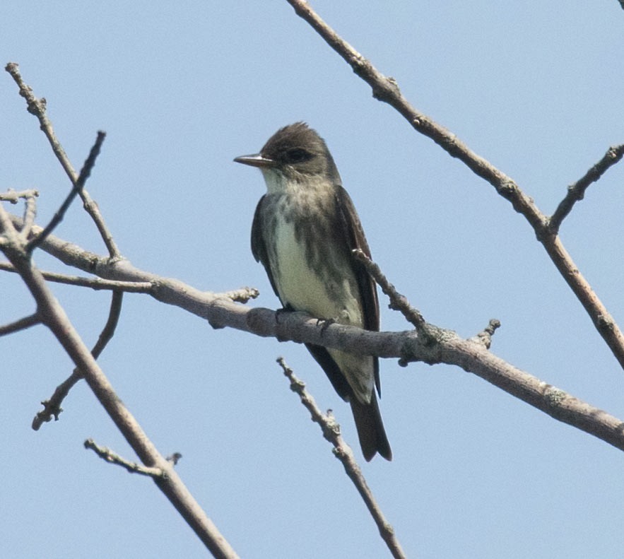 Olive-sided Flycatcher - ML639298260
