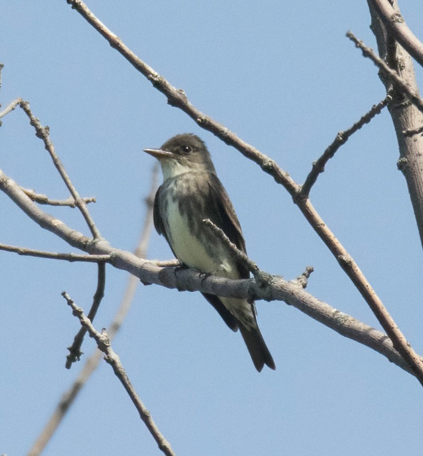 Olive-sided Flycatcher - ML639298261