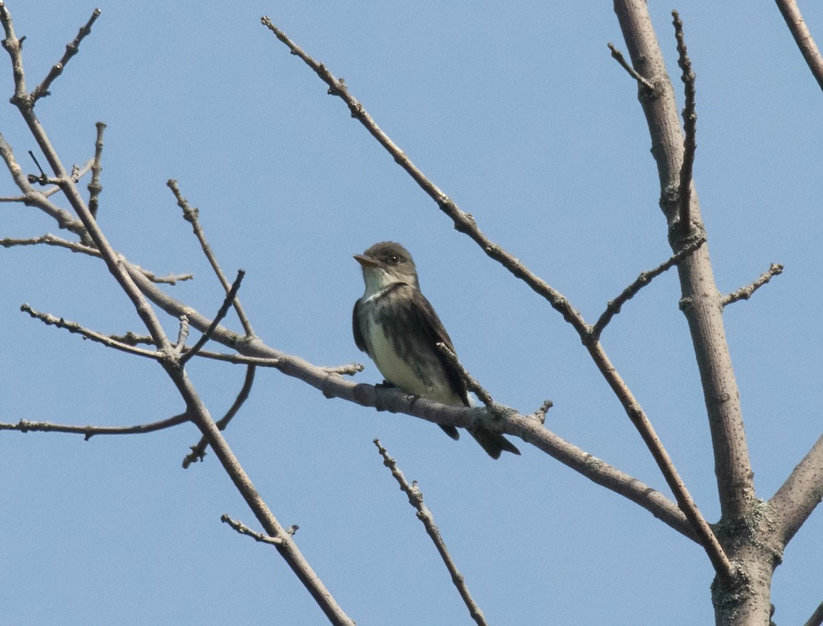 Olive-sided Flycatcher - ML639298262
