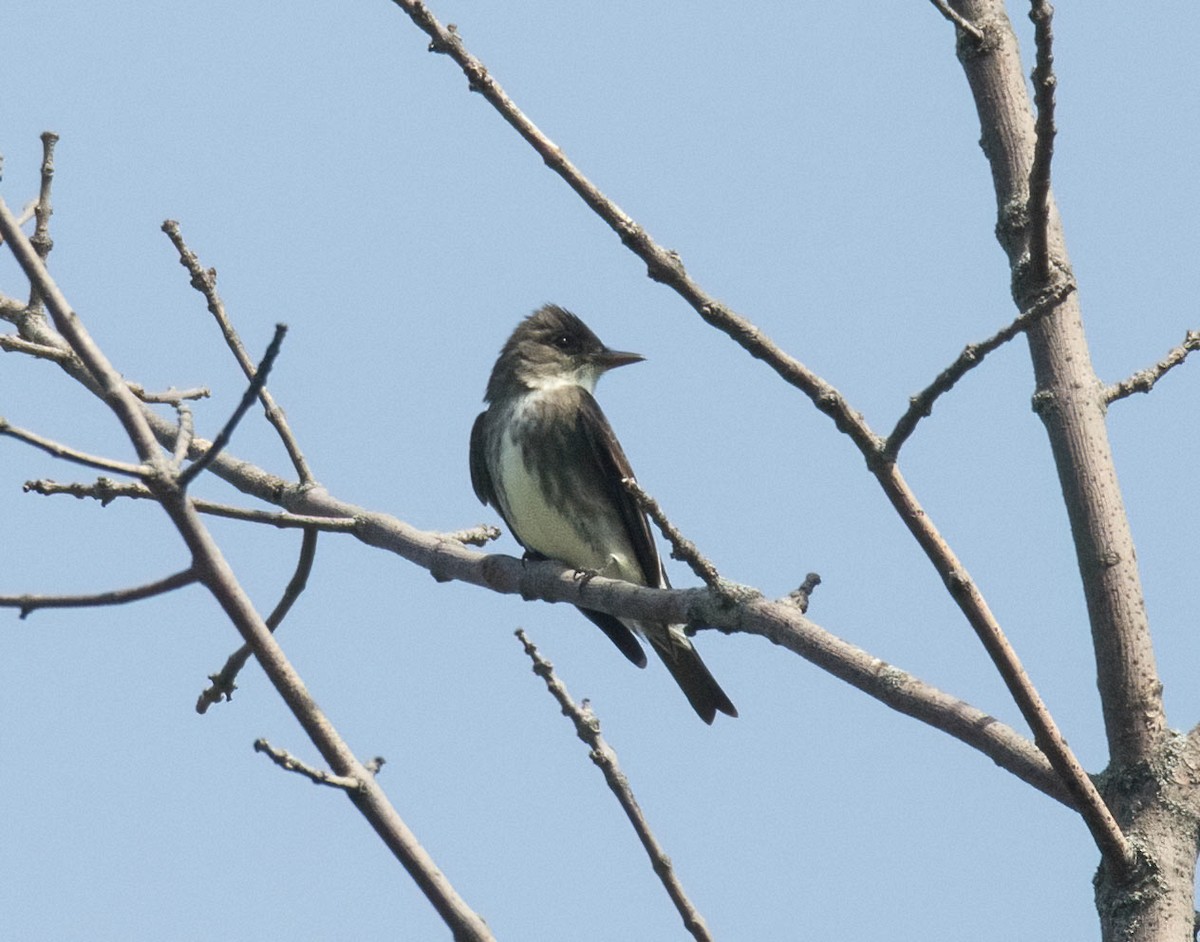 Olive-sided Flycatcher - ML639298263