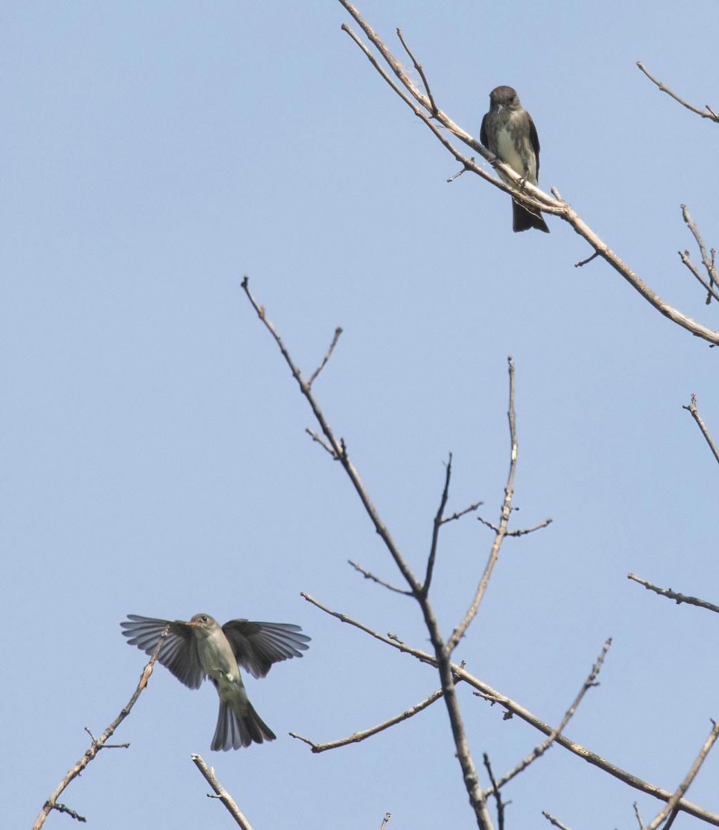 Olive-sided Flycatcher - ML639298272