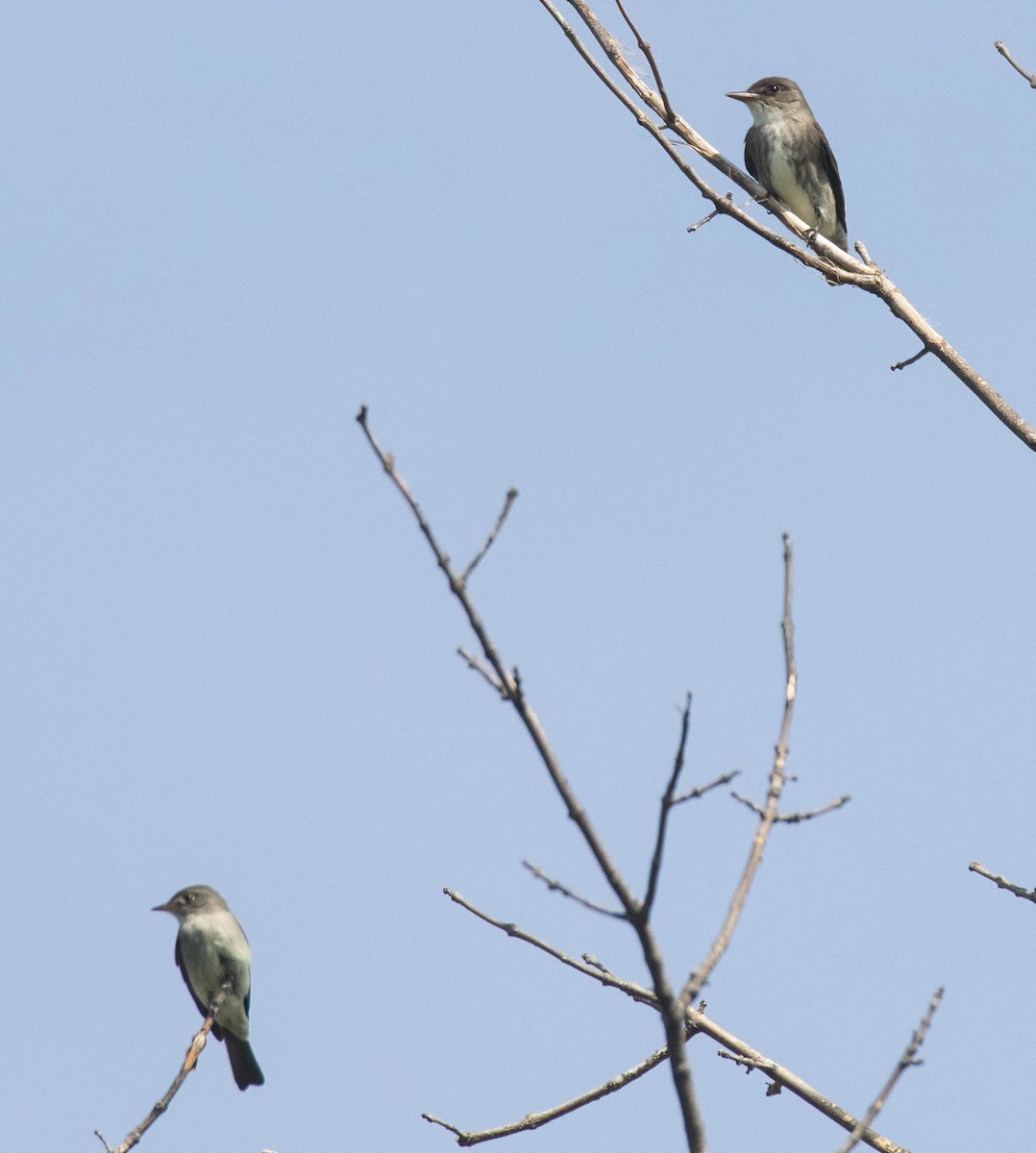 Olive-sided Flycatcher - ML639298274