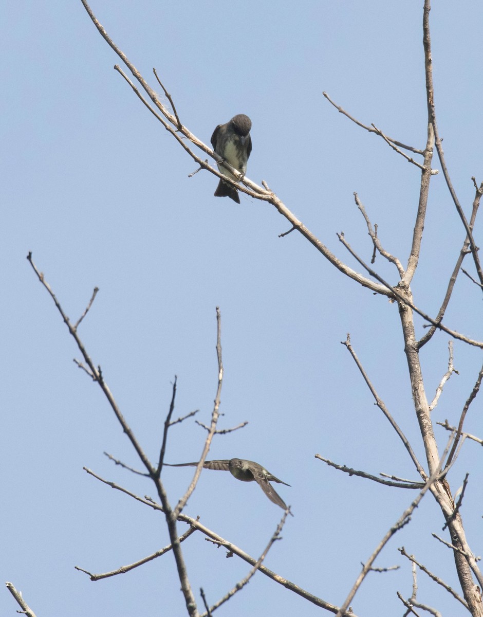 Olive-sided Flycatcher - ML639298275