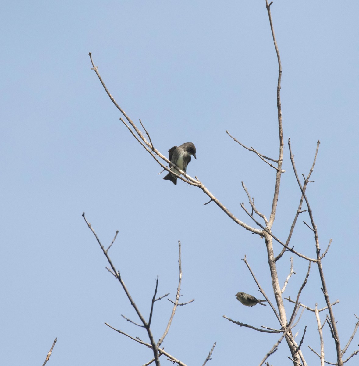 Olive-sided Flycatcher - ML639298277