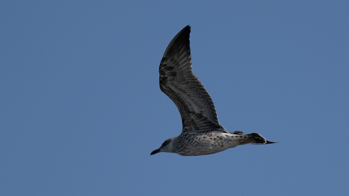 Gaviota Patiamarilla - ML639298325