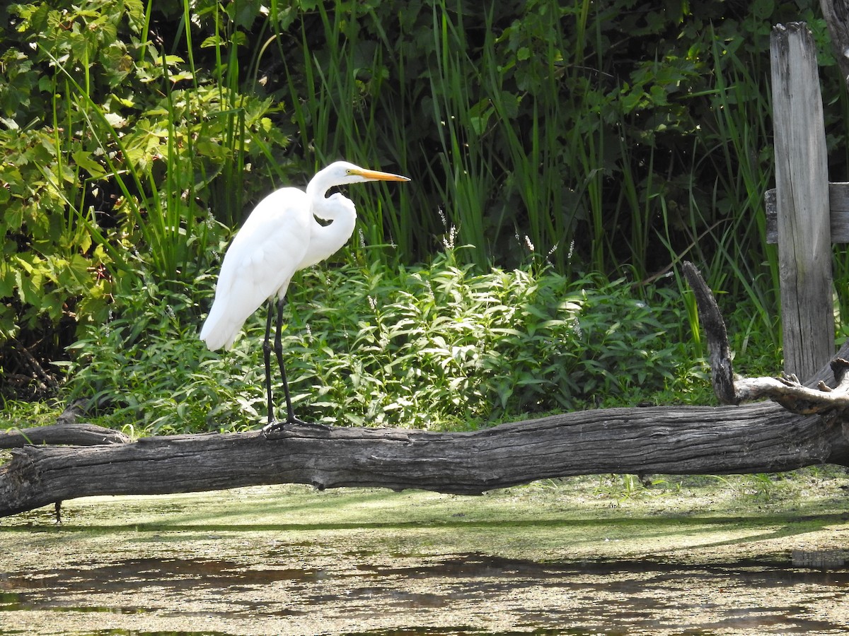 Great Egret - ML639298335