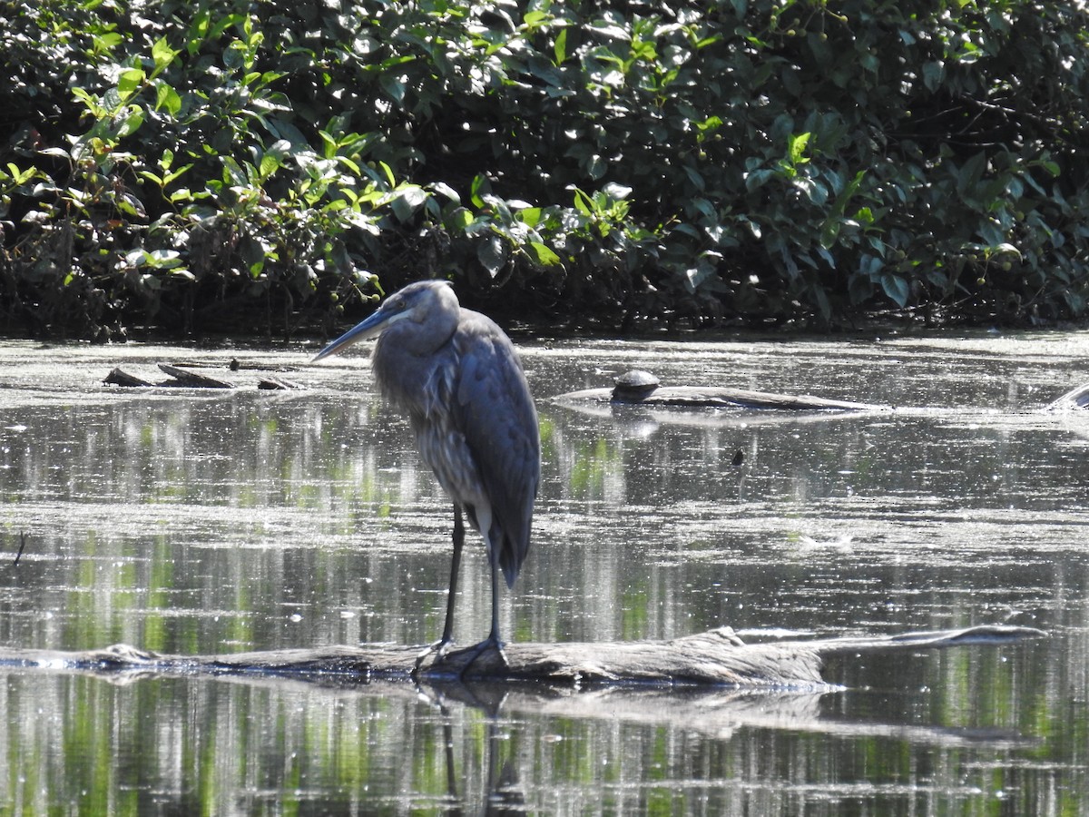 Great Blue Heron - ML639298360