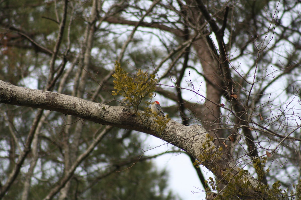 Red-bellied Woodpecker - ML639298408