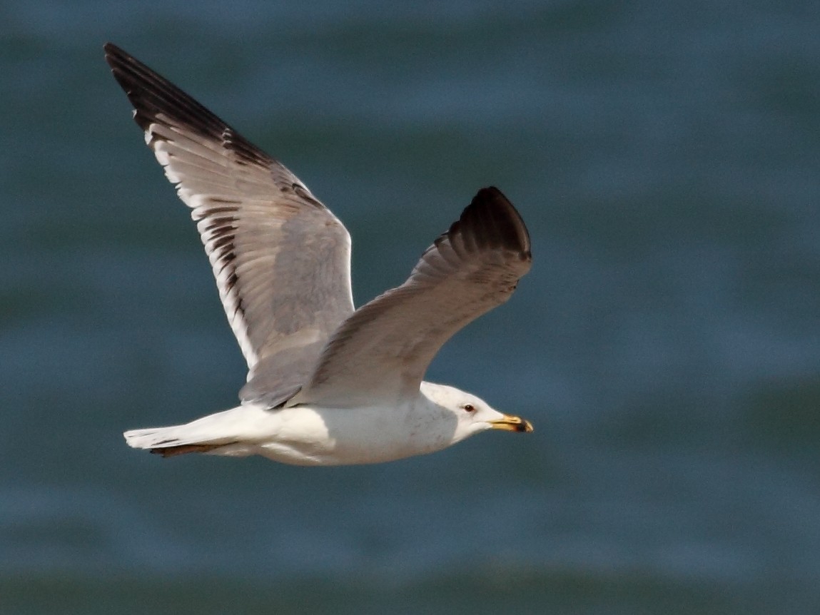 Armenian Gull - ML63929841