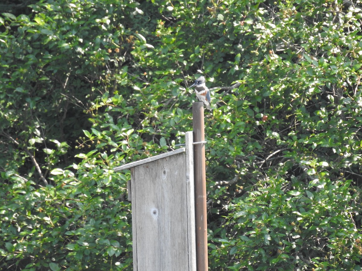 Belted Kingfisher - ML639298411