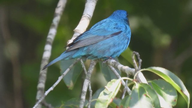 Indigo Bunting - ML639298438