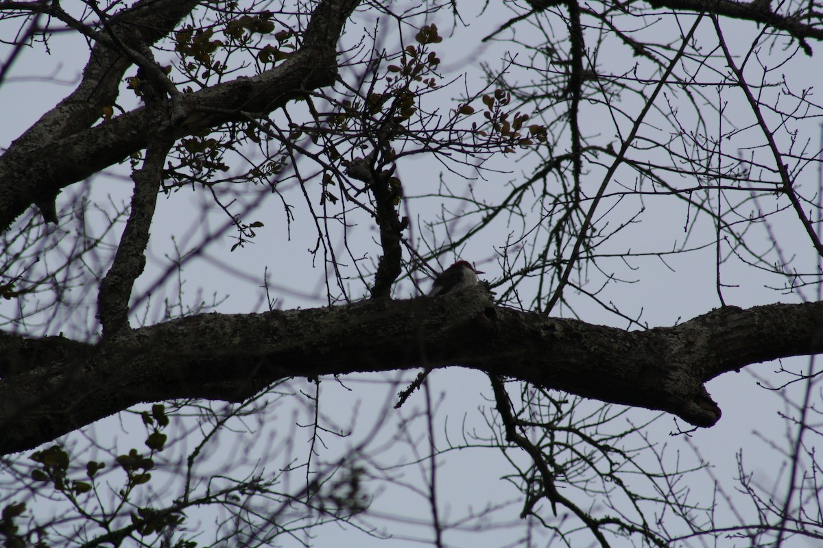 Red-headed Woodpecker - ML639298442