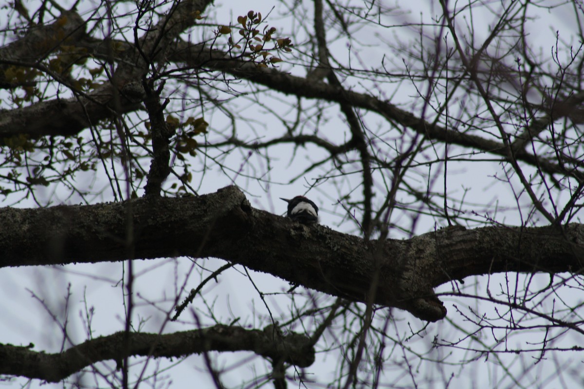 Red-headed Woodpecker - ML639298443