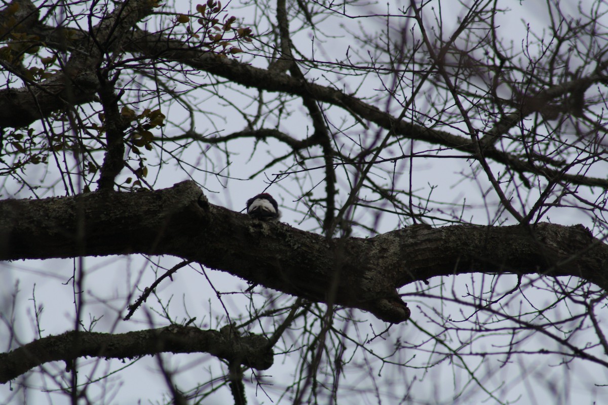 Red-headed Woodpecker - ML639298444