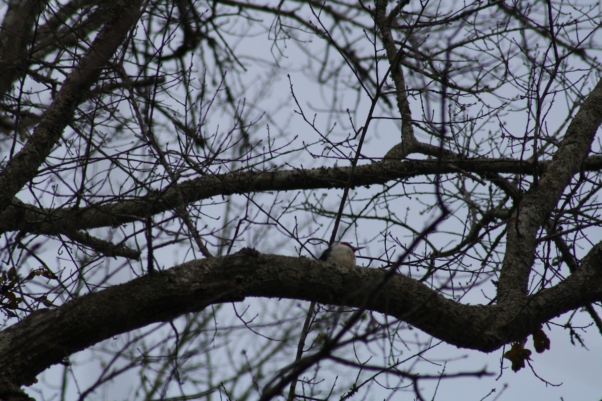 Red-headed Woodpecker - ML639298446