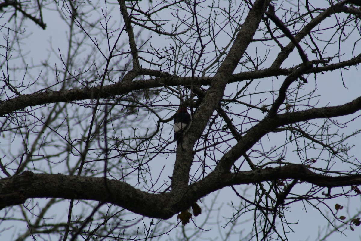 Red-headed Woodpecker - ML639298447