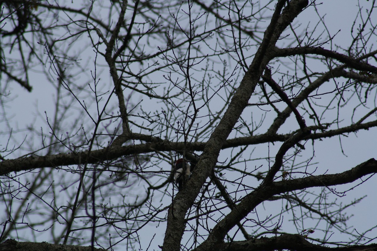 Red-headed Woodpecker - ML639298448