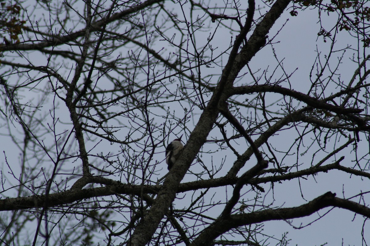 Red-headed Woodpecker - ML639298449