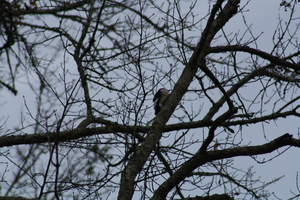 Red-headed Woodpecker - ML639298450