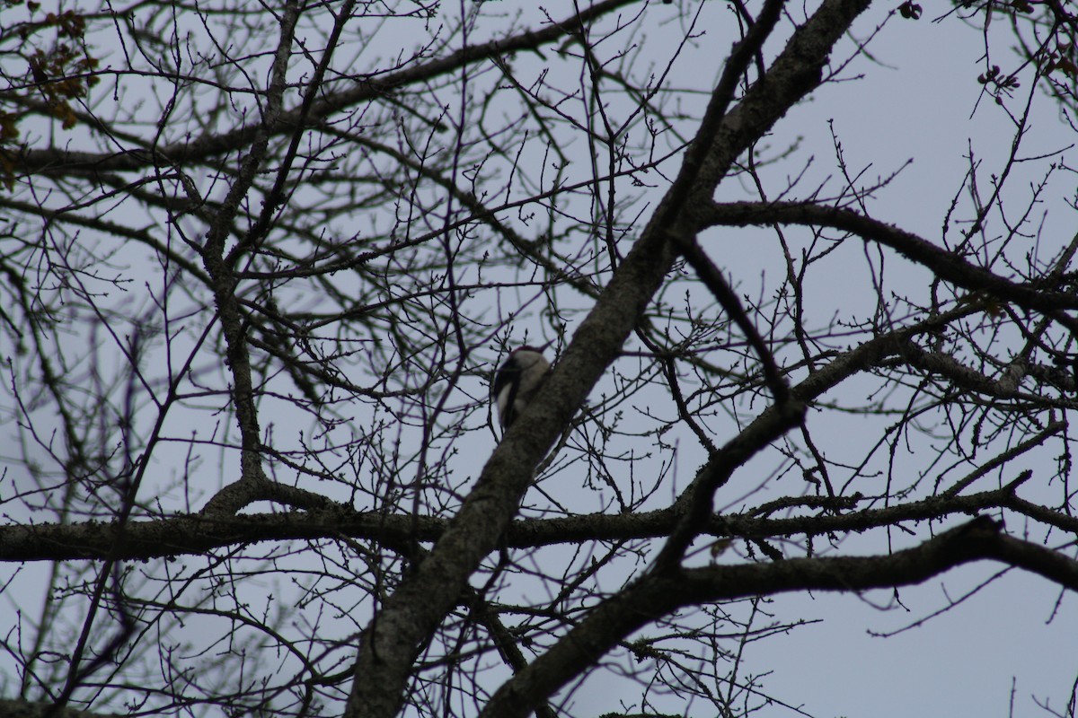 Red-headed Woodpecker - ML639298453