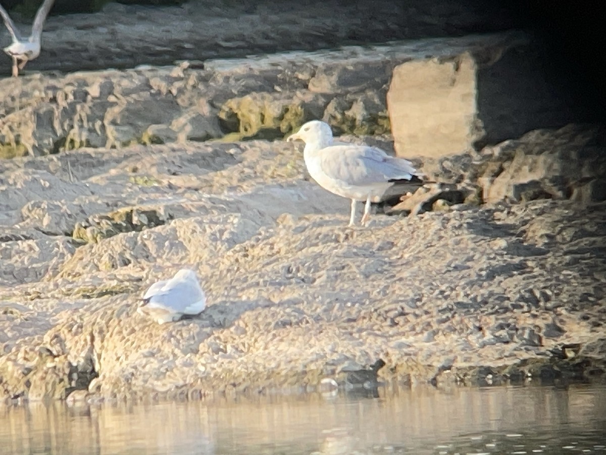 American Herring Gull - ML639298459