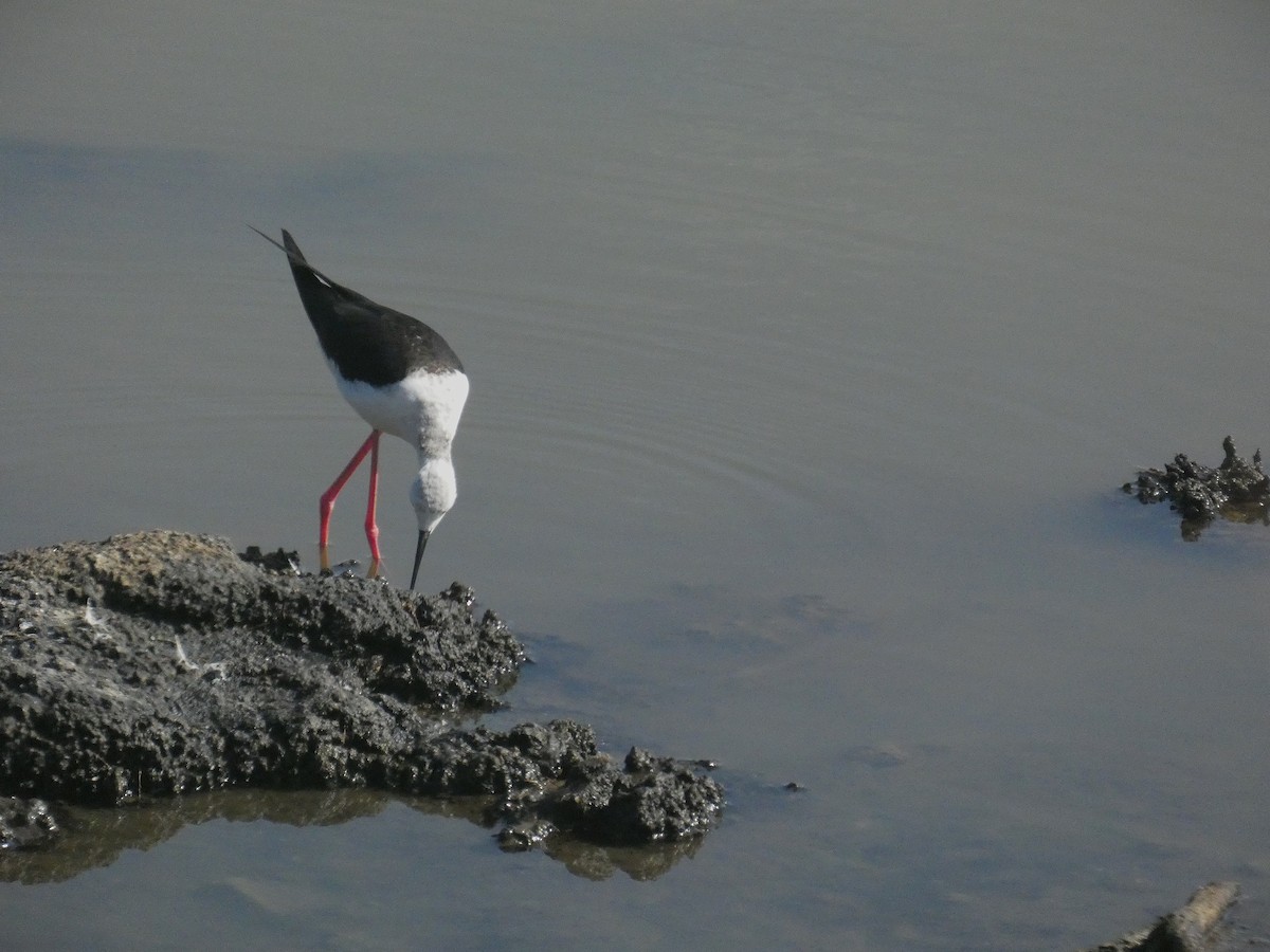 Эгэл хилэн жигүүр - ML639298465