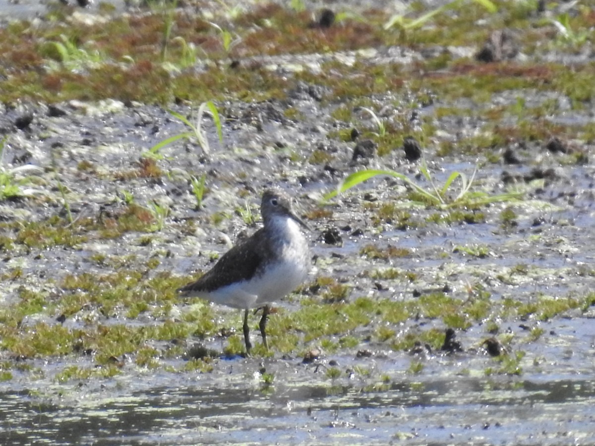 Solitary Sandpiper - ML639298466