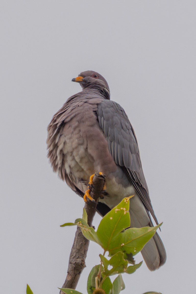 Band-tailed Pigeon - ML639298479