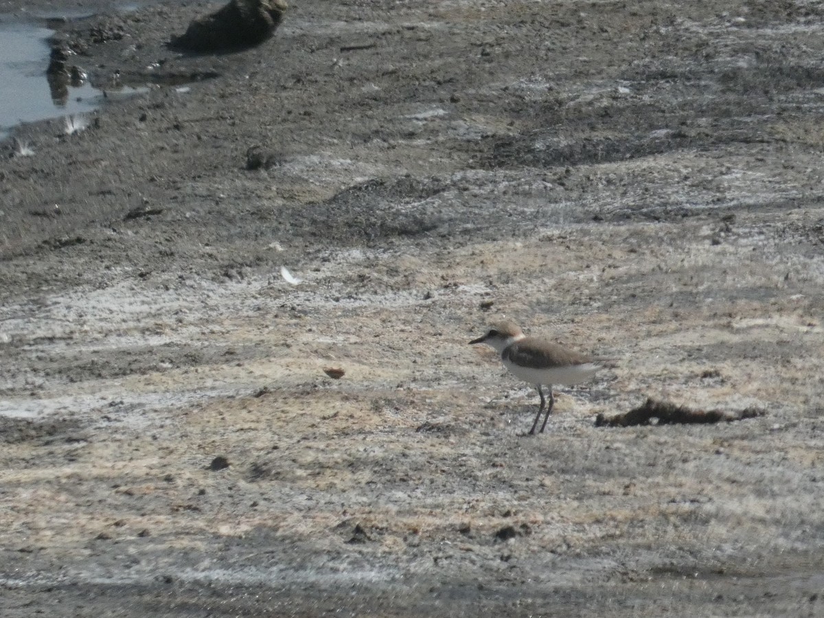 Тэнгисийн хиазат - ML639298484