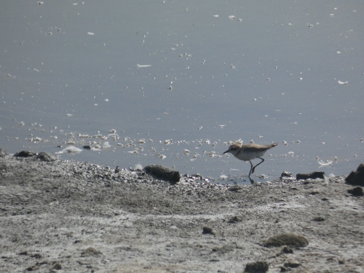 Тэнгисийн хиазат - ML639298485