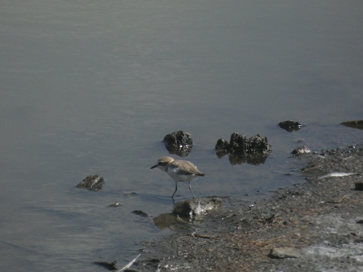 Тэнгисийн хиазат - ML639298486