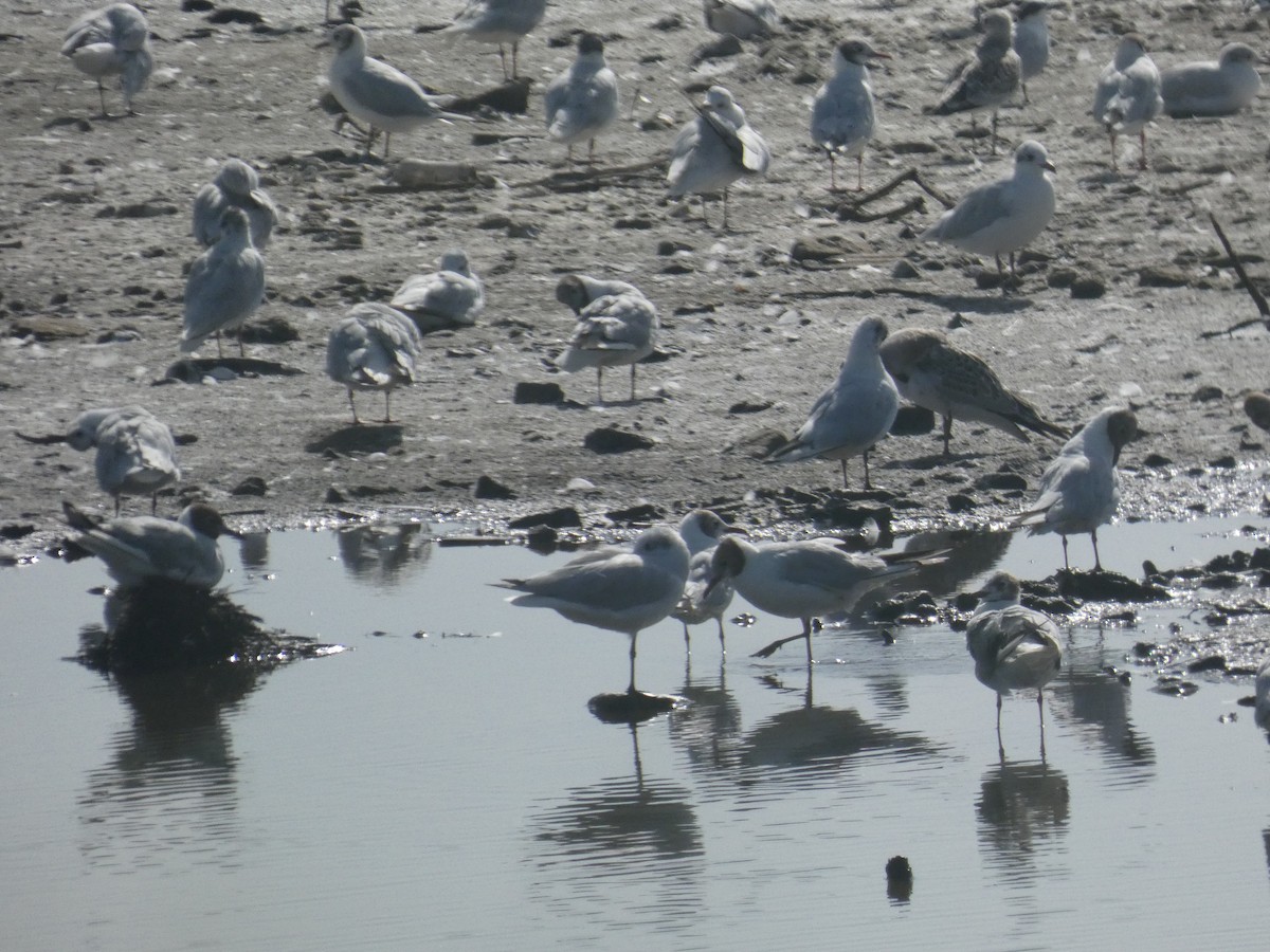 Хүрэн толгойт цахлай - ML639298499