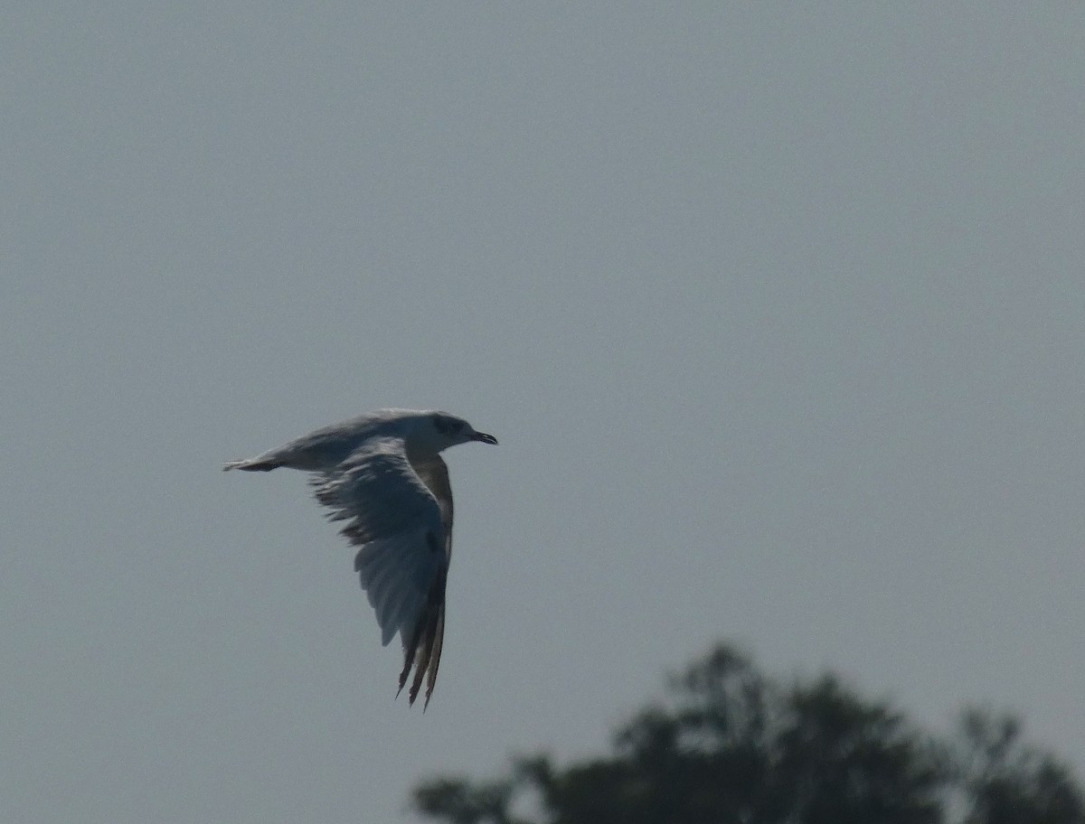 Mediterranean Gull - ML639298501