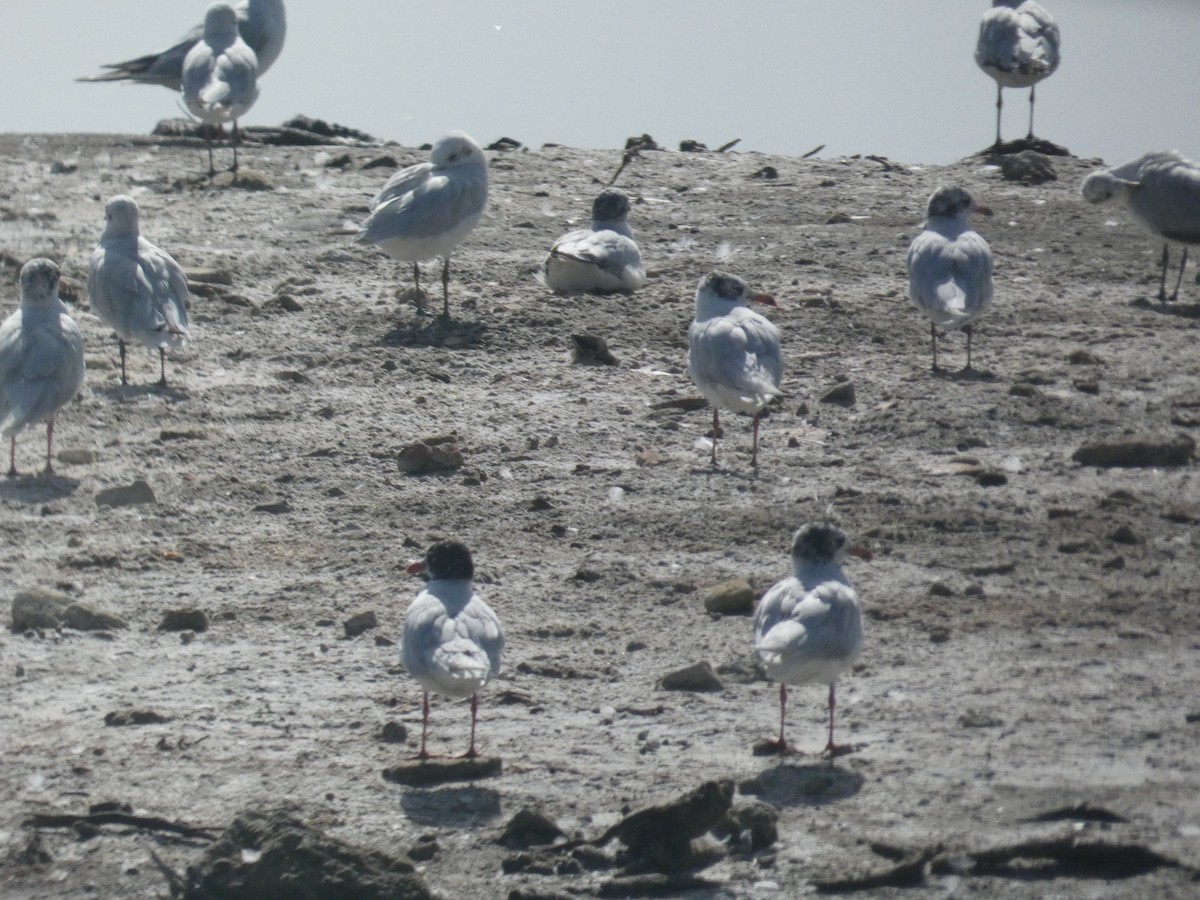 Mediterranean Gull - ML639298503