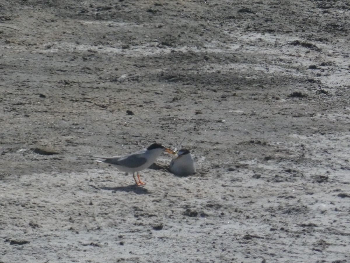 Хурган хараалай - ML639298510