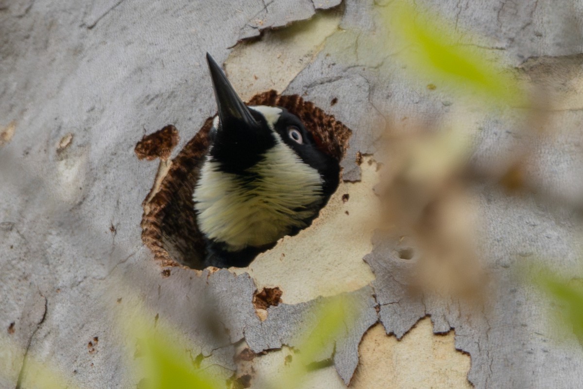 Acorn Woodpecker - ML639298519