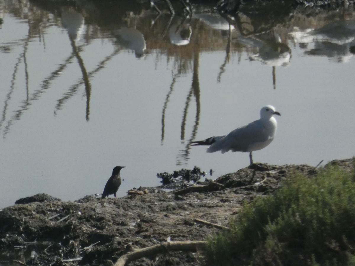 Spotless Starling - ML639298541