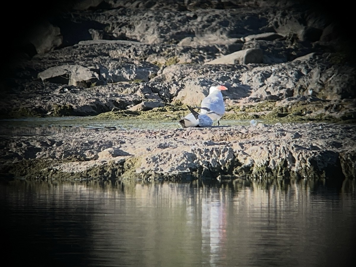 Caspian Tern - ML639298578