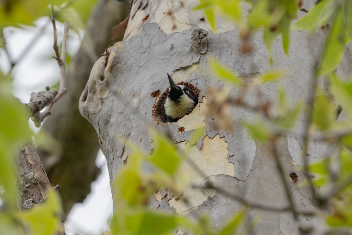 Acorn Woodpecker - ML639298586