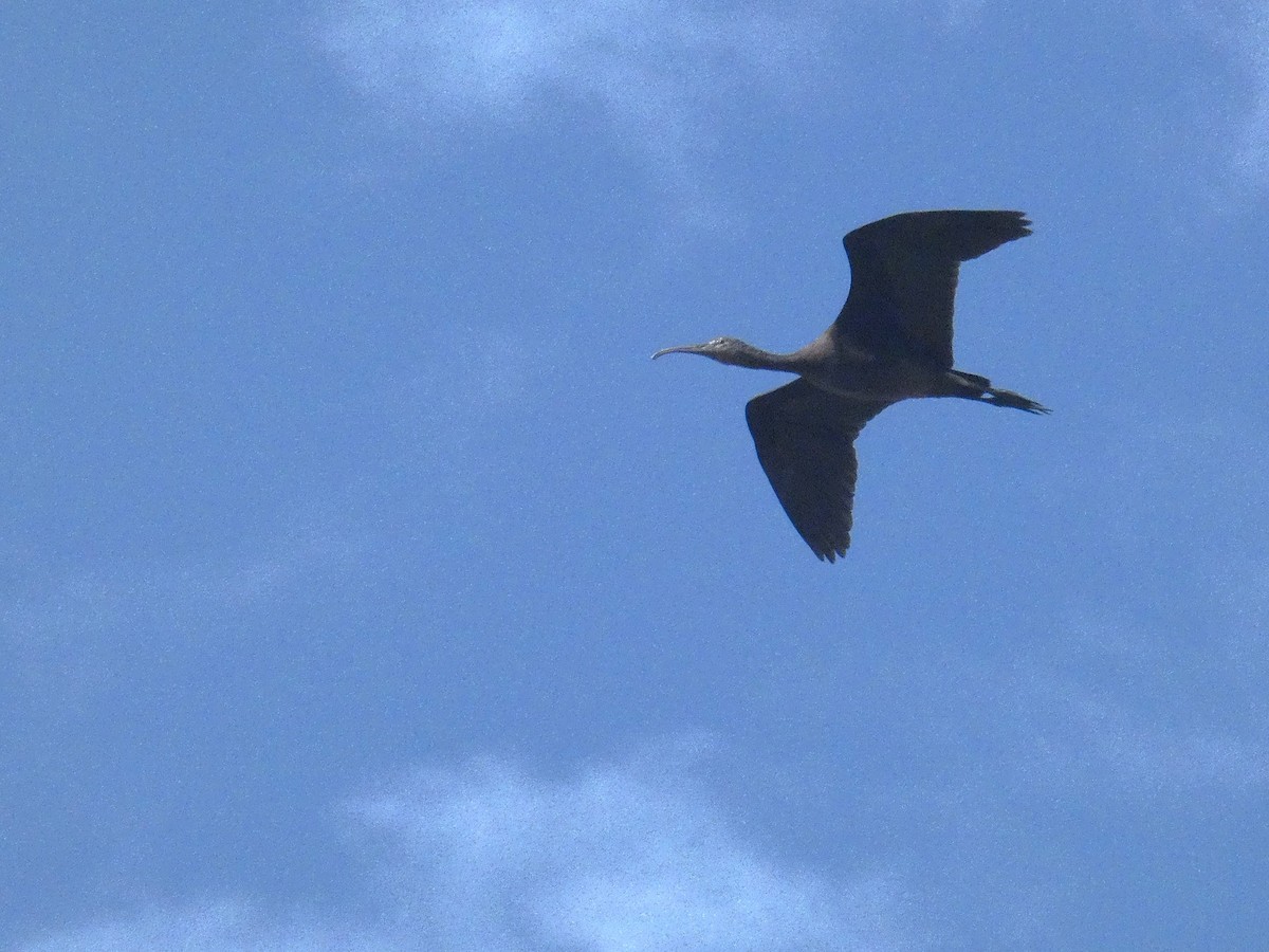 Гялаан билүүс - ML639298633