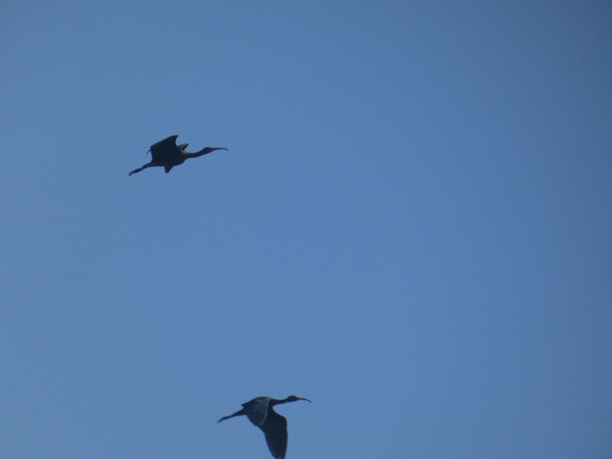 Гялаан билүүс - ML639298639