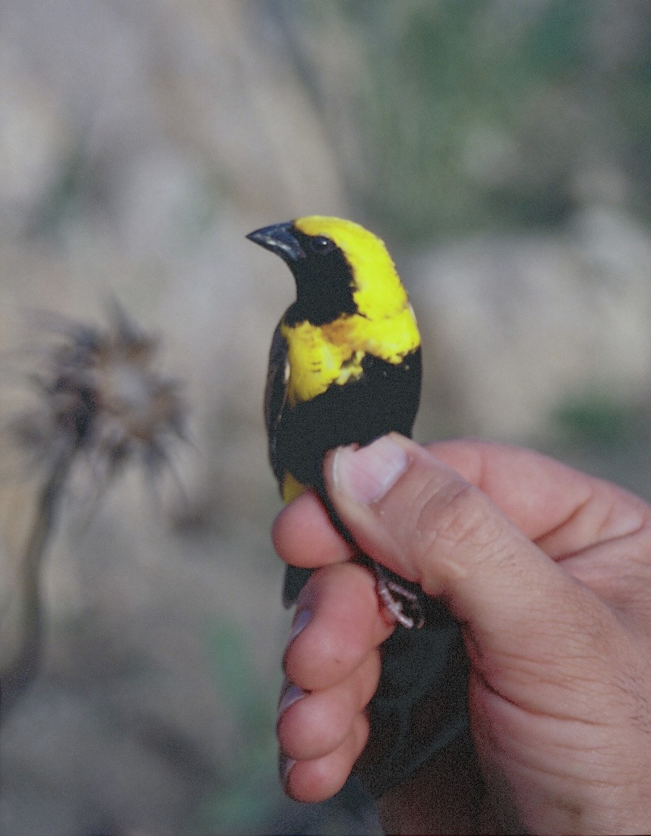 gulkronebisp - ML639298692