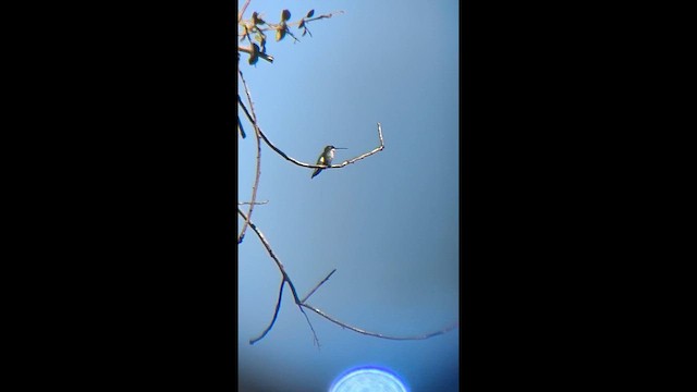 Blue-tufted Starthroat - ML639298706