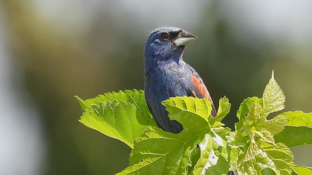 Blue Grosbeak - ML639298794