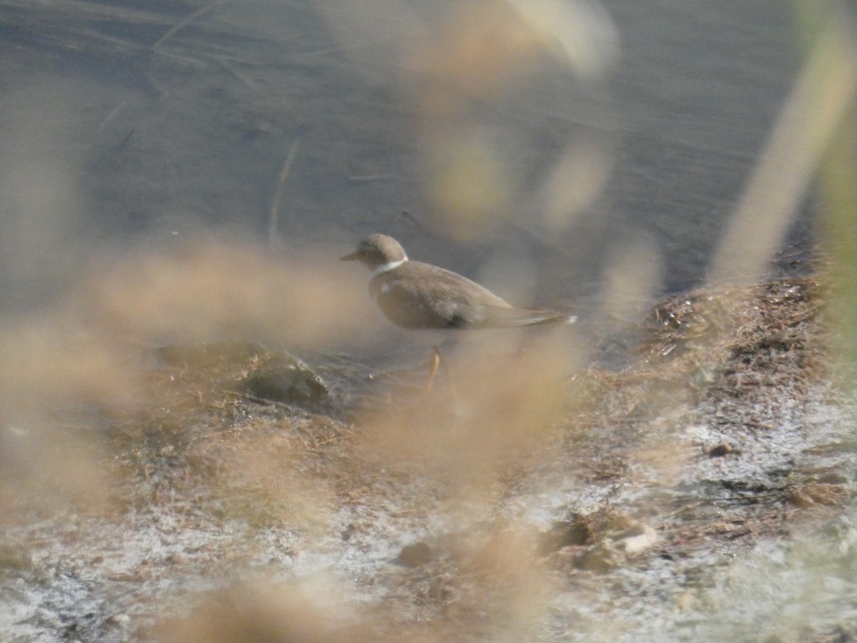 Нарийн хиазат - ML639298799