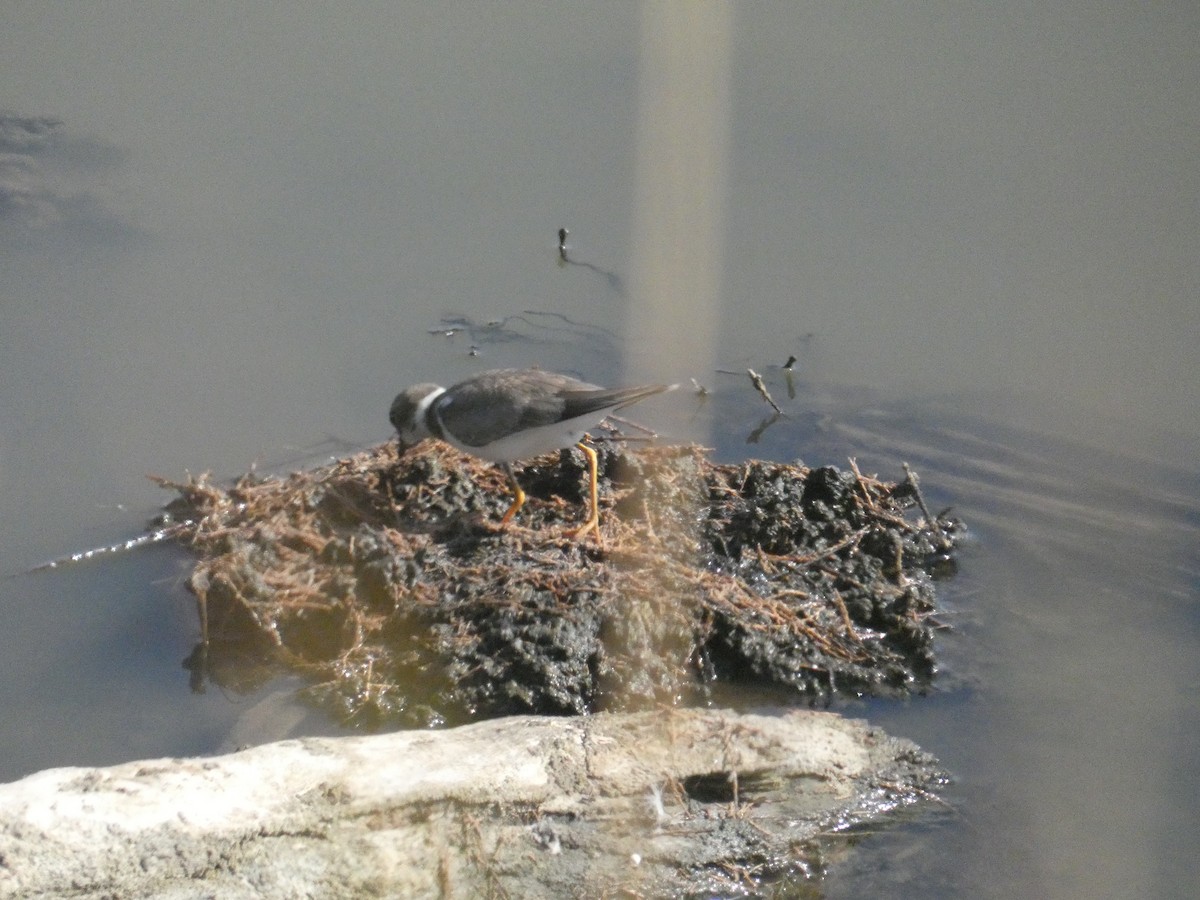 Нарийн хиазат - ML639298819