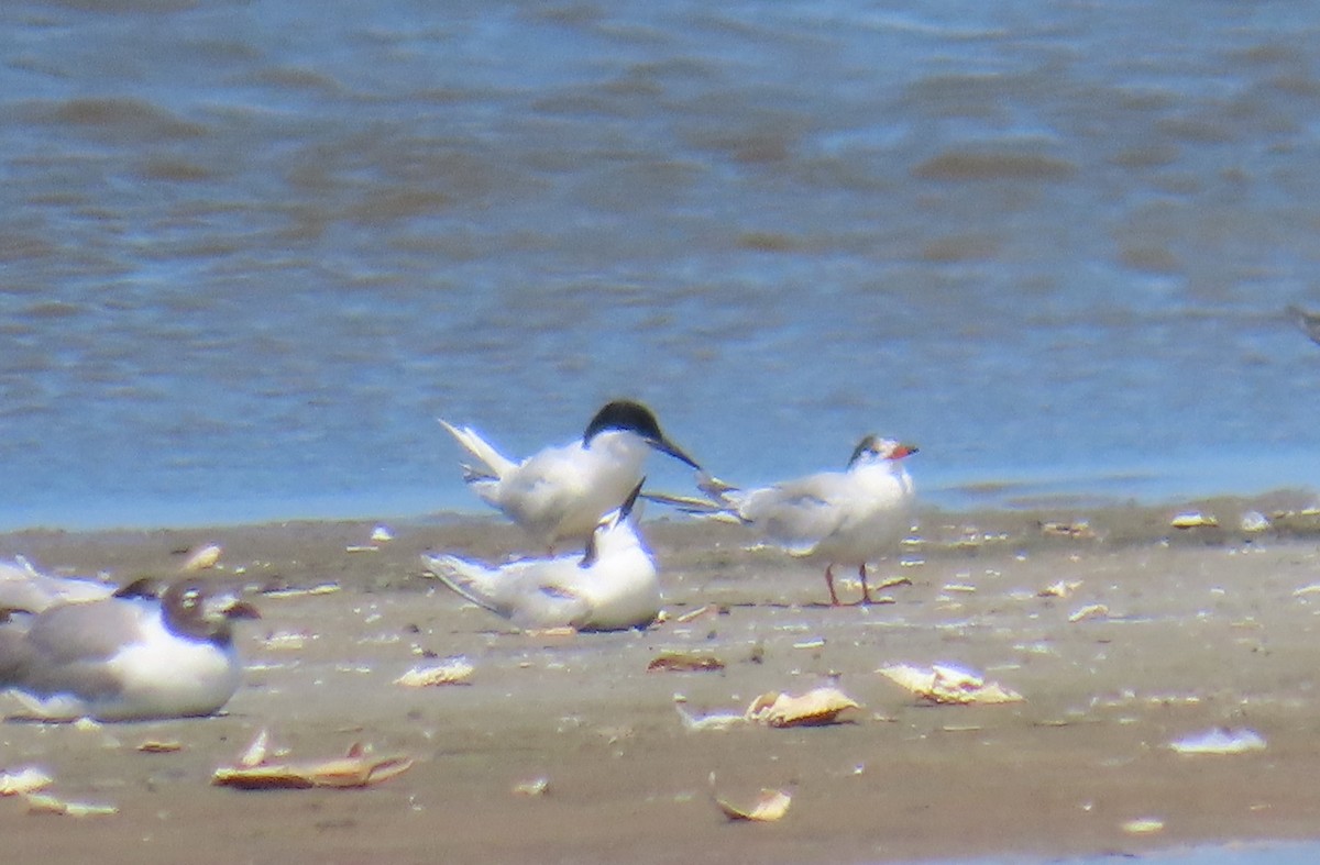 Roseate Tern - ML639298844