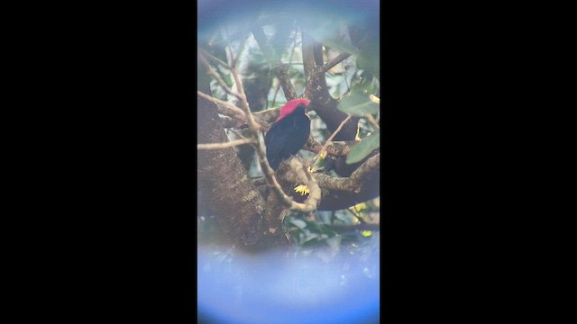 Helmeted Manakin - ML639298871