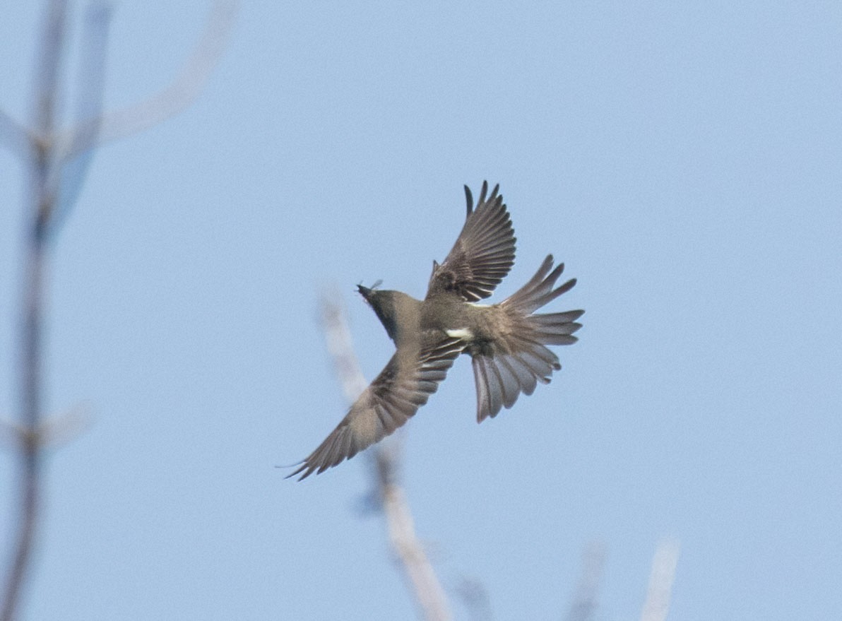 Olive-sided Flycatcher - ML639298883